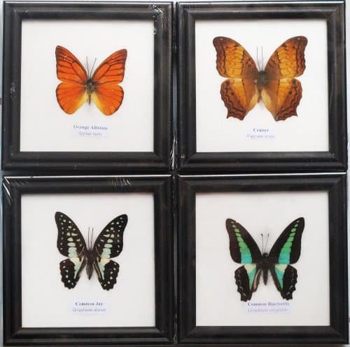 REAL MIXS 4 BUTTERFLIES INSECT TAXIDERMY IN FRAMED Decoration and COLLECTIBLES