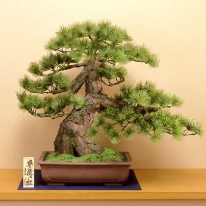Crafts Bonsai "Houjyo no Matsu" by Toyoaku SUZUKI
