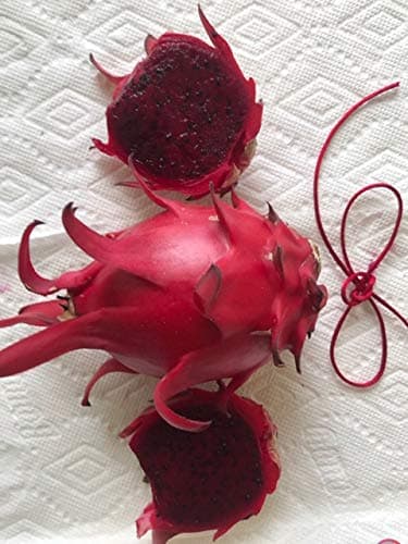 Dragon Fruit (Dark Red Flesh) 7-10 INCHS Cutting (2) Pieces