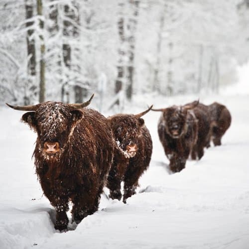 Luxury Box of 20 Royal Marsden Cancer Charity Christmas Cards - 2 Designs "Snow Cow" & "Highland Cattle In The Snow" 4.75" x 4.75" ATBX0136