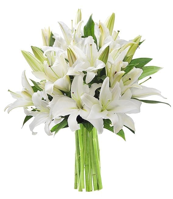 KaBloom - Pure Love Bouquet of Fresh White Lilies without vase - Fresh Flowers for Birthday, Valentine's & Mother's Day