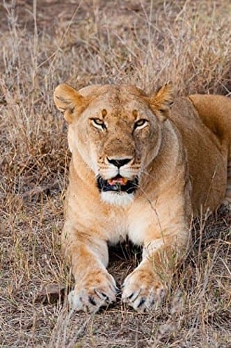 Female lion, Maasai Mara National Reserve, Kenya Poster Print by Nico Tondini (23 x 35)