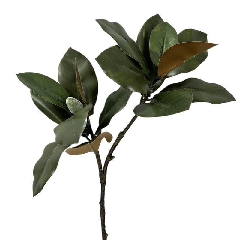 HUFFA Simulation Magnolia Flower Buds Simulation Magnolia Leaves Green Leaves Simulation Plants Simulation Trees