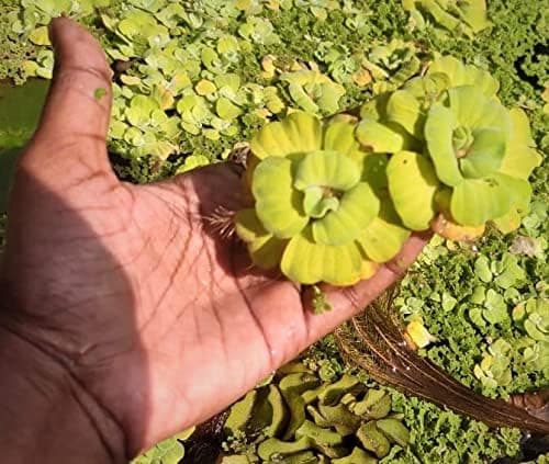 Water Lettuce 5+ Live Aquatic Plants | Water Cabbage Plants for Ponds and Aquariums | Floating Plants | Live Aquatic Plants for Filtration and Decoration