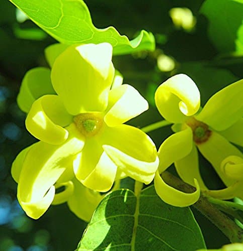 Cananga Odorata, Ylang Ylang Exotic Perfume Tree Fragrant Flowers Seed -15 Seeds
