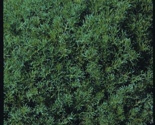 Just Seed Herb - Chamomile Lawn/Roman - Chamaemelum nobile- 5000 Seeds