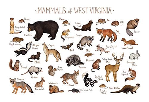 West Virginia Mammals Field Guide Art Print