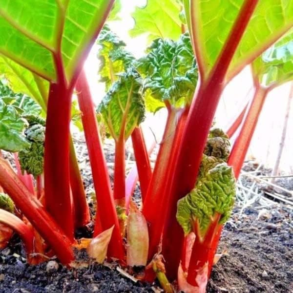 Victoria Rhubarb Crown - Perennials, Bulk & Wholesale Rhubarb Crown Ready to Plant | Easy to Grow, Comes Back Every Year (1 Pack)
