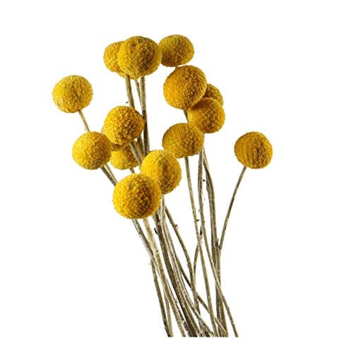 Dongliflower Arts 40 Stems/Pcs Dried Natural Craspedia Flowers,Billy Button Balls for Home Decor Floral Arrangement