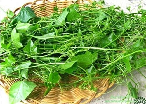 Ivy Gourd~10 Fresh Seeds(Coccinia Grandis) Tindora, Little Gourd, Ttropical Vine by best friend shop.