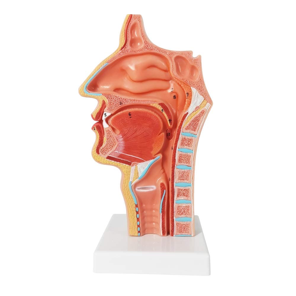 EVOTECH SCIENTIFIC Life Size Nasal Oral Cavity Throat 1:1 Human Nasopharynx Laryngopharyngeal Nasal Cavity, Oral Cavity, Pharynx, Larynx, Anatomical Model,