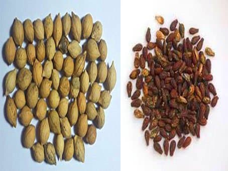 Urancia® Shivalingi Seed or Shivilingi Beej 200Gms with Putrajeevak Seeds 200Gms for Plantation All Sprouting Seeds See Rare Plant in Your Garden