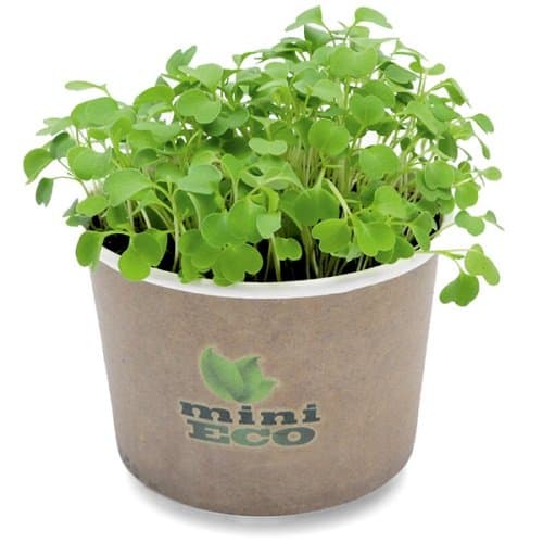 MiniEco Microgreens Growing Kit For Arugula Rocket Seeds. 2000 seeds included, 0,15oz. Your healthy life can start now!