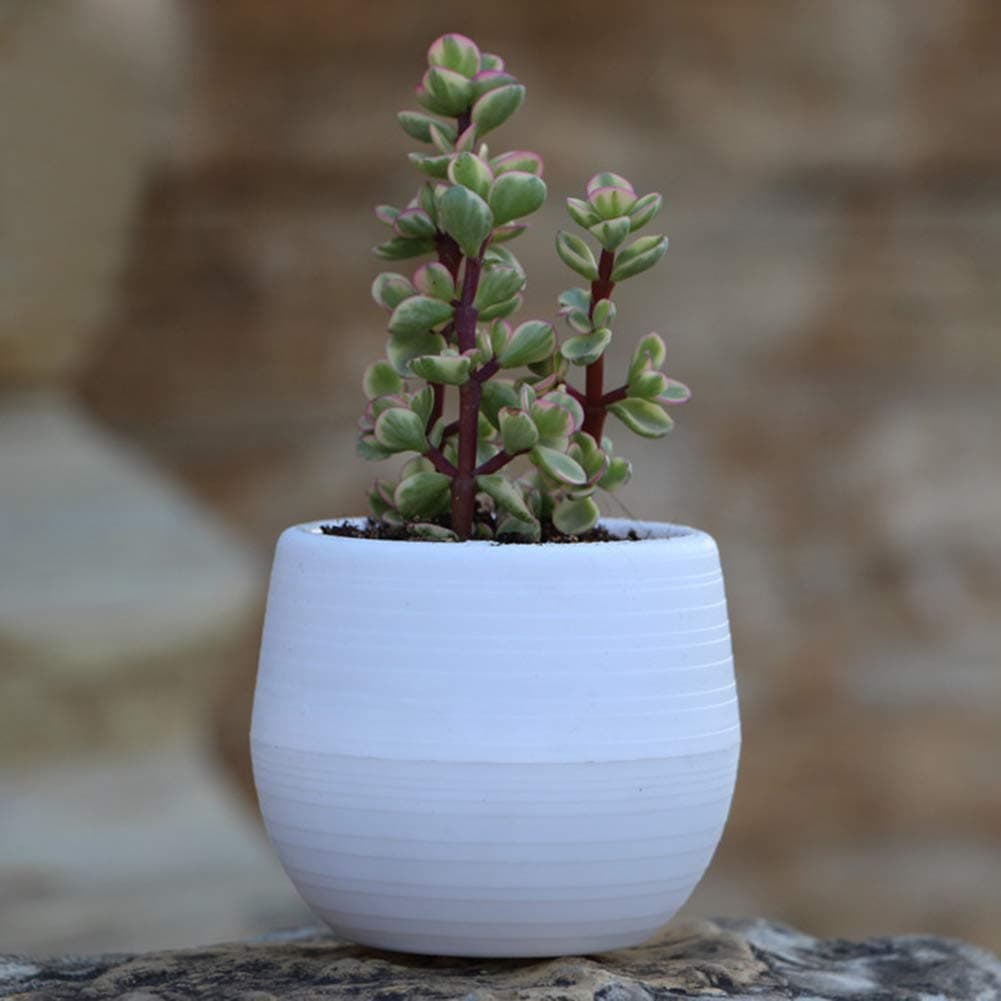 1Pcs 2.7Inch Mini Plant Flower Pot- Round Plastic Plant Flower-Small Decorative Flower Pots for House Plants-Round Plastic Garden Pots- Home Office and Garden Decor (White)