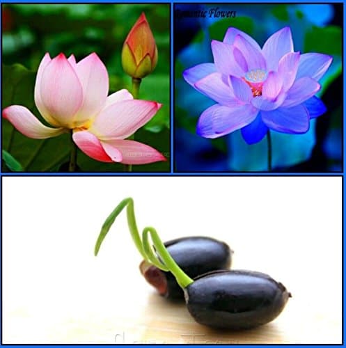 CATTERPILLAR FARM Dwarf Indoor Lotus Seeds Combo Pack (Sacred Pink, Evening Purple) - 10 Seeds Each