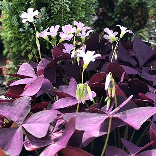 Imported Rare Oxalis False Shamrock Aromatic Flower Bulbs Winter Flower Home Pot Land Gardening Blooming Planting (Pack of 1 Mijke Oxalis)