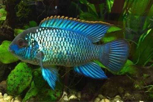 Electric Blue Acara Live Freshwater Aquarium Fish