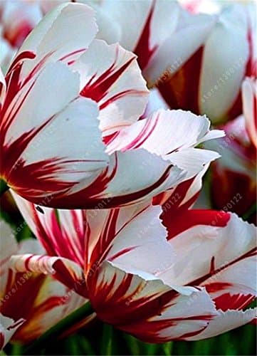 SILKSART 15 Tulip Bulbs Perennial Bulbs for Garden Planting Beauty Flower--SHIPPING NOW!!!
