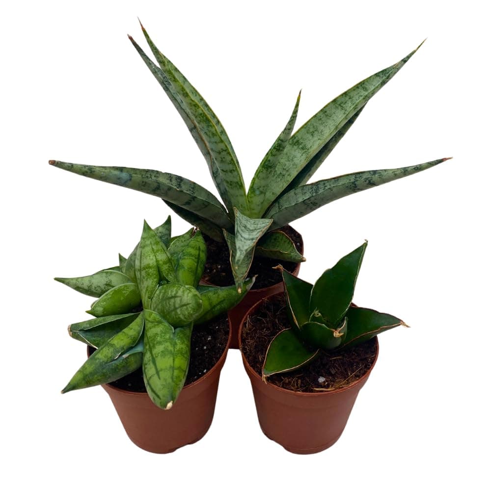 BubbleBlooms Sansevieria Snakeplant Variety Bundle, Braided cylindrica Dragon Fingers, Samurai Dwarf ehrenbergii, Cylindrical Starfish Snake Plant boncel