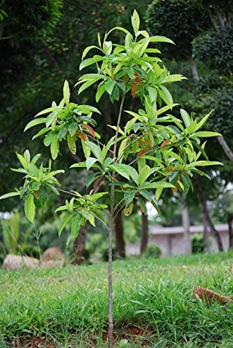 Rudraksh Plant Rudraki Bhutanashana Pavana Rudraksah Shivaksha Shivapriya Utrasum Bead Tree Elaeocarpus sphaericus Plant 1 Month Old Plant in Poly Bag.