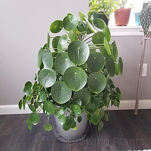 Growing Plants Live Chinese Money Plant Pilea Peperomioides Indoor Plant Live pack of 1 With Black Pot 3 Inch