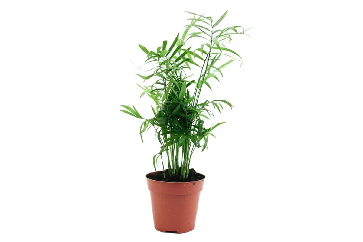 Spring Rose Souq Fresh Live Plants,Real Plants For Indoor Home Plants Chemadora Plant 25X8X8 Cm
