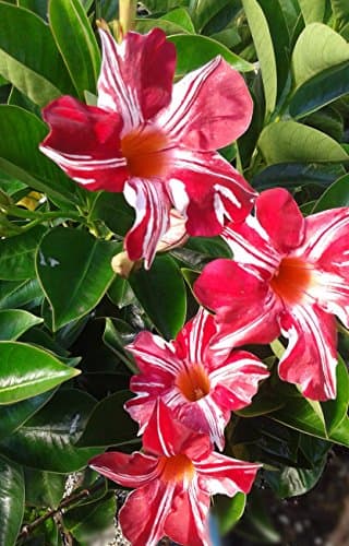Sandys Nursery Online Red & White Mandevilla Climbing Shrub, Stars & Stripes Flower, Lot of 2 Starter Plants