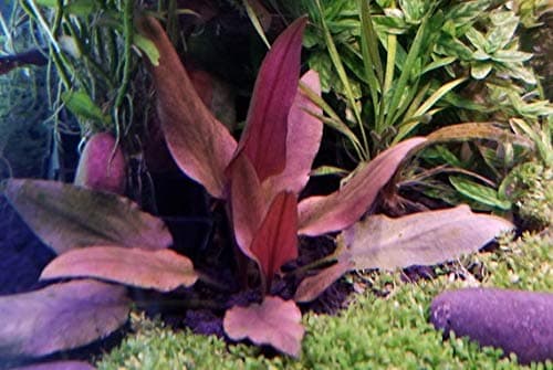 Cryptocoryne beckettii "Petchii Pink" (Rare) - 1 Bunch - Live Aquarium Plant