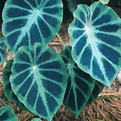 KEPTEI Seed House - 20 Pcs Heirloom Alocasia Macrorrhiza Seed Giant Taro Seeds Elephant Ear Outdoor Indoor Plants Bonsai Perennial