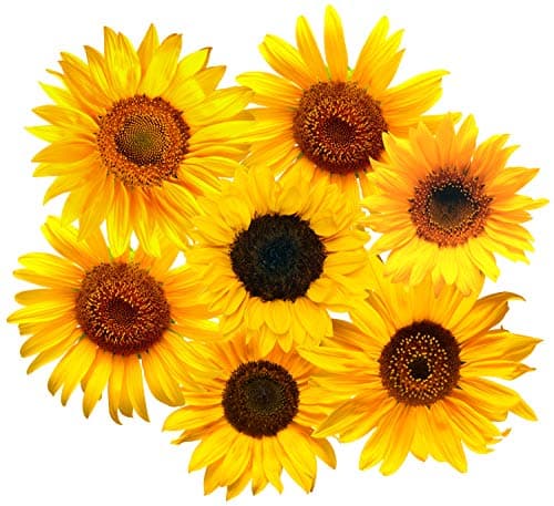 StikArtRemovable Sunflowers Wall Decals Peel and Stick Waterproof Canvas (45 Flowers)
