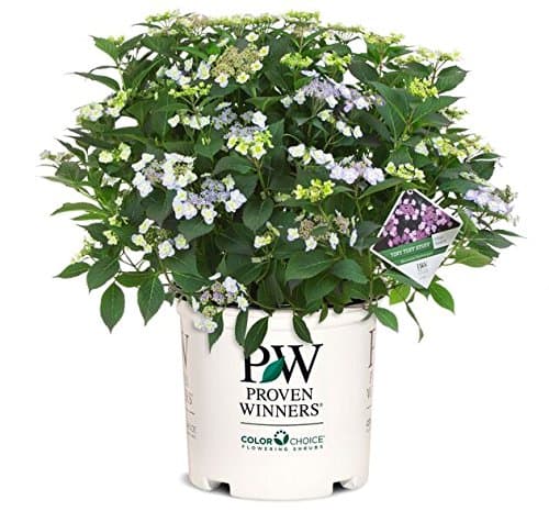Proven Winners - Hydrangea serrata Tuff Stuff (Mountain Hydrangea) Shrub, pink/blue, #3 - Size Container
