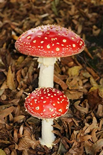 Two Amanita muscaria Mushrooms Journal: 150 Page Lined Notebook/Diary/Journal