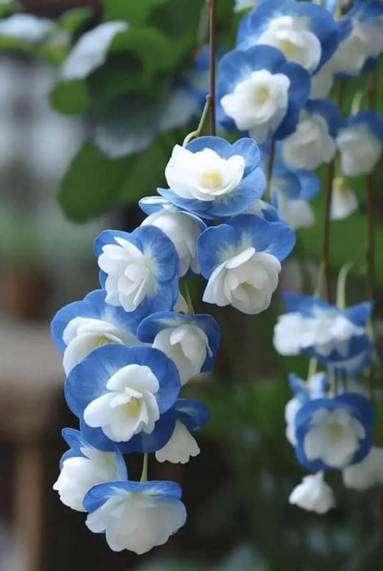 SVG® Weeping begonia flowers bulbs | blue color Flowering Plants Bulbs for Planters Pack of 1 bulbs