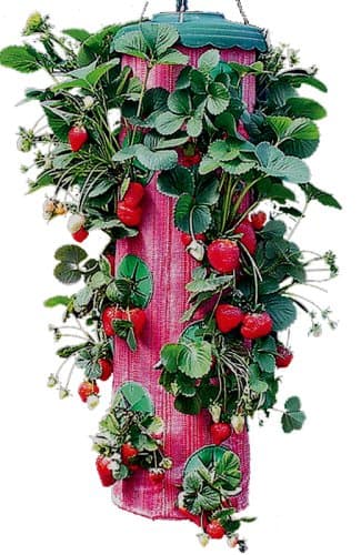 Felknor Ventures TT091112 Topsy Turvy Strawberry Planter