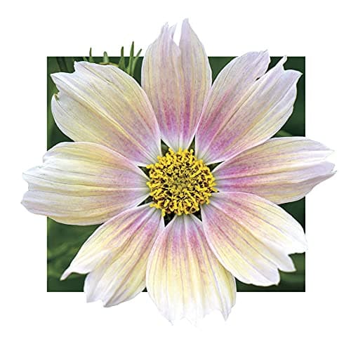 Park Seed Cosmo Flower Plant Seeds, Easy to Grow, Perfect for Spring Garden, Apricot Lemonade, Pack of 25