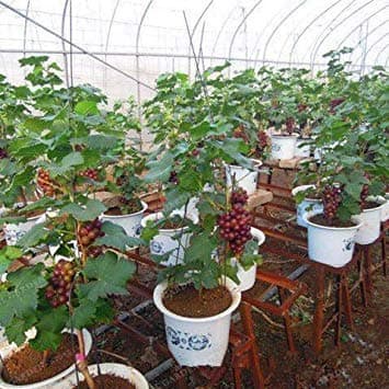 . Big Sale!Miniature Grape Vine Patio Syrah, Vitis Vinifera, Houseplant, 50, Fruit Home Fruit Garden: 16