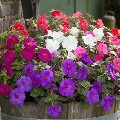 FernsFly® IMP. Achimenes | Nut-Orchid | Orchid Pansy| Star of India Flower Hanging Basket Flower Plant for Home indoor Outdoor Gardening Plants Flowering Bulbs (Pack Of 3 The Multimix)