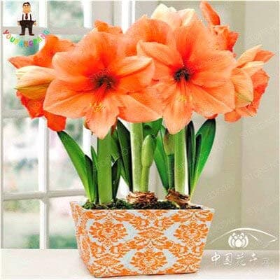 Mixed Color Amaryllis Seeds Rare Hippeastrum Flower Seeds Home Patio Garden Flowers Seeds Barbadoslily Seeds 100Pcs / : Burgundy