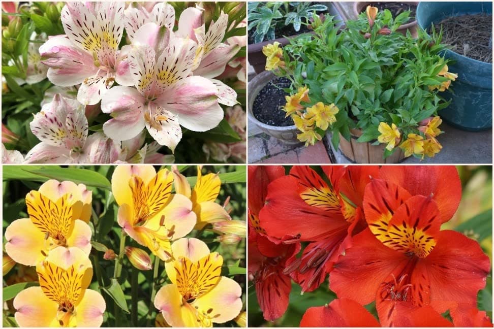 FernsFly® Imported Alstroemeria Peruvian Lily Perennial Aromatic Summer Flower Tuberou Bulbs for Home Pot Land Gardening Blooming Planting (Pack of 1 The Multi Mix Alstroemeria)