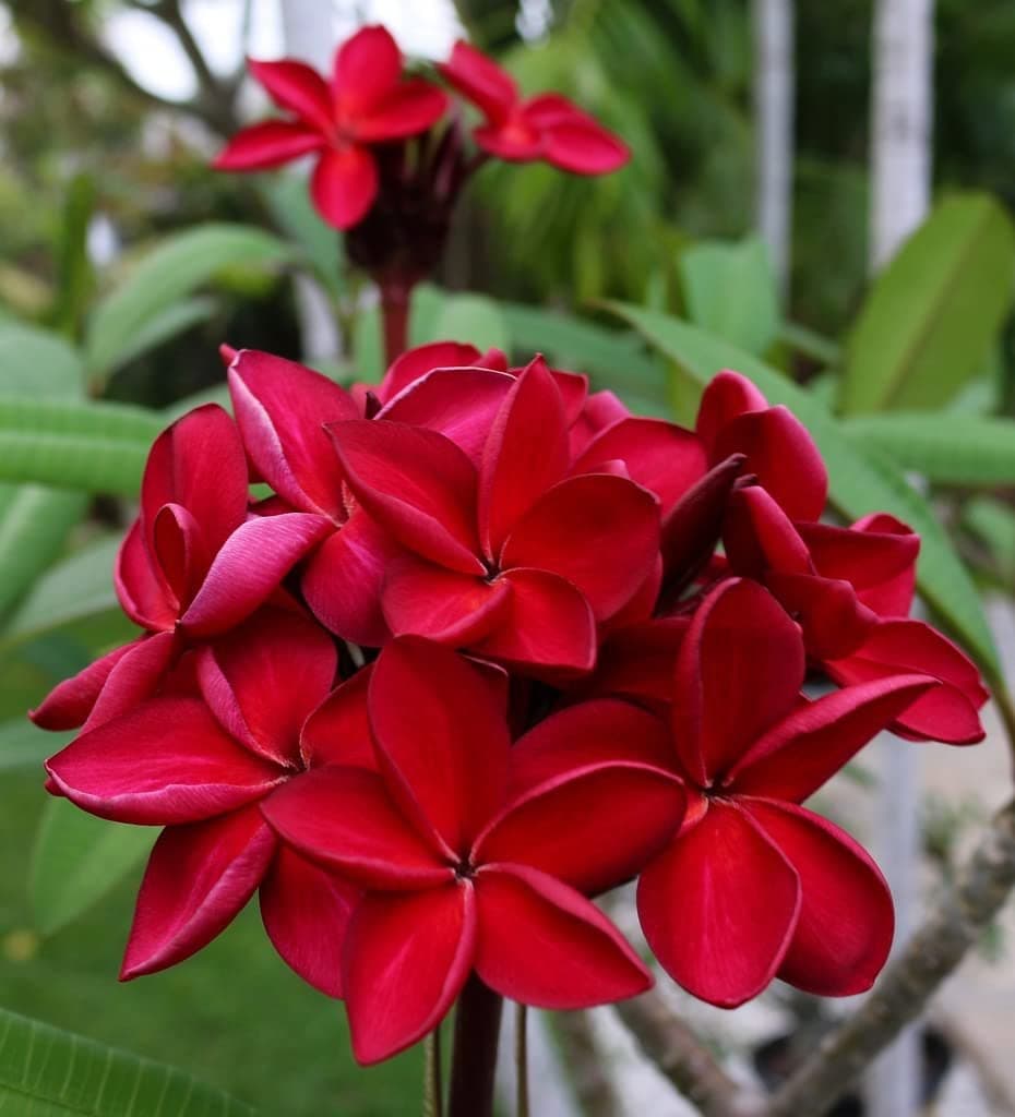 Baishnab Plumeria PlantPlumeria Flower Red Live Plant [CF63]