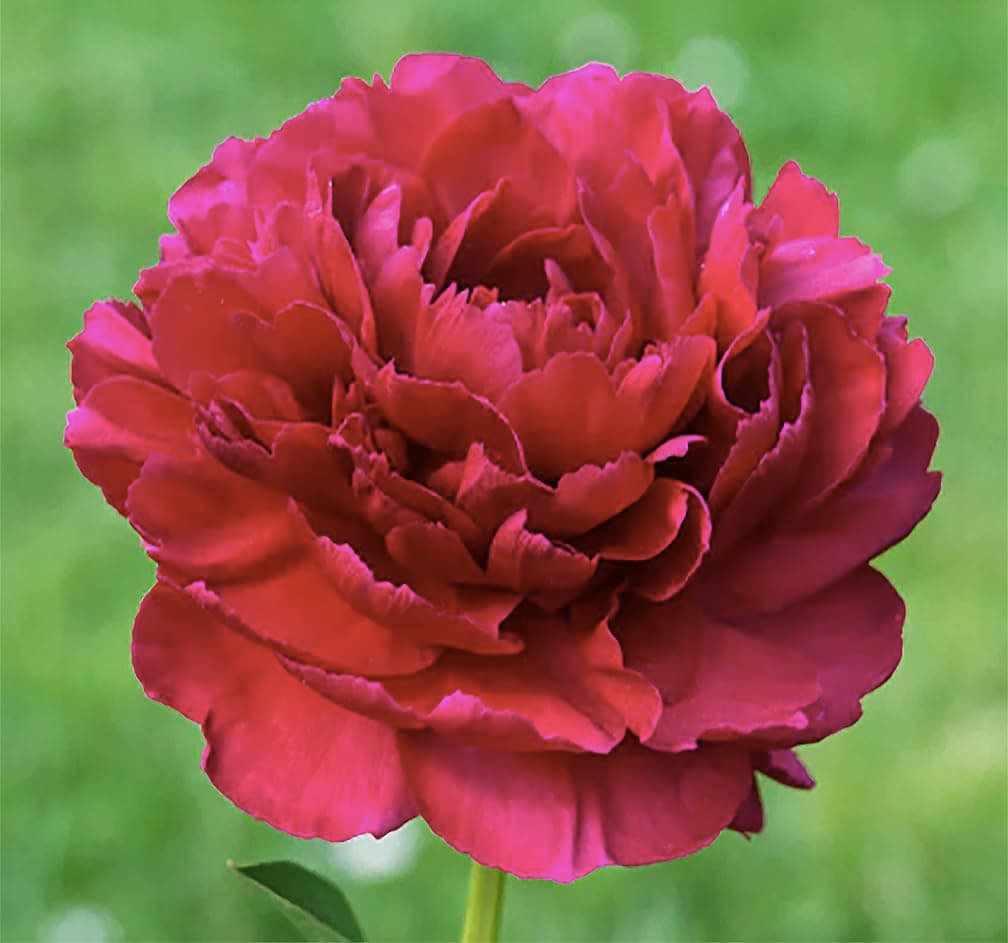 Many Happy Returns - Double Red Peony Bare Root 3-5 Eyes, Delightful Fragrance, Peony Bulbs for Planting, Live Peony Plants, Fernleaf Peony, Tree Peony, Peonies Bulbs for Spring Planting 2024