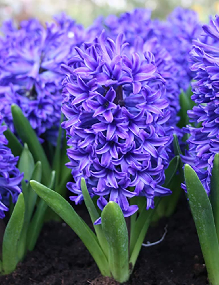 Cottage Garden Bulbs: Prepared Hyacinth Bulbs ' Delft Blue ' - Available in packs of 5, 10 & 20 Bulbs - Free UK P& P (5)