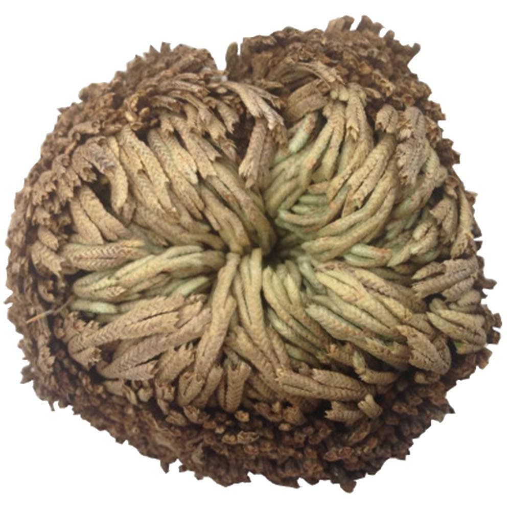 Zonster Rose of Resurrection Plant Air Fern Spike Moss Live - Selaginella Lepidophylla, Green, Brown