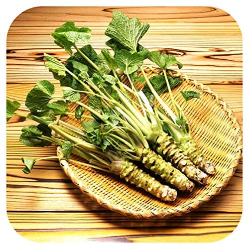 GROWTANICALOrganic Wasabi Japonica 'Mephisto Green' Plug Plants x 3 'Grow Your Own'