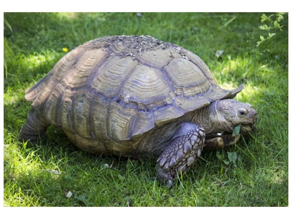 African Grasses Tortoise Blend Seeds - ST24 (700 Seeds, 2 Grams)