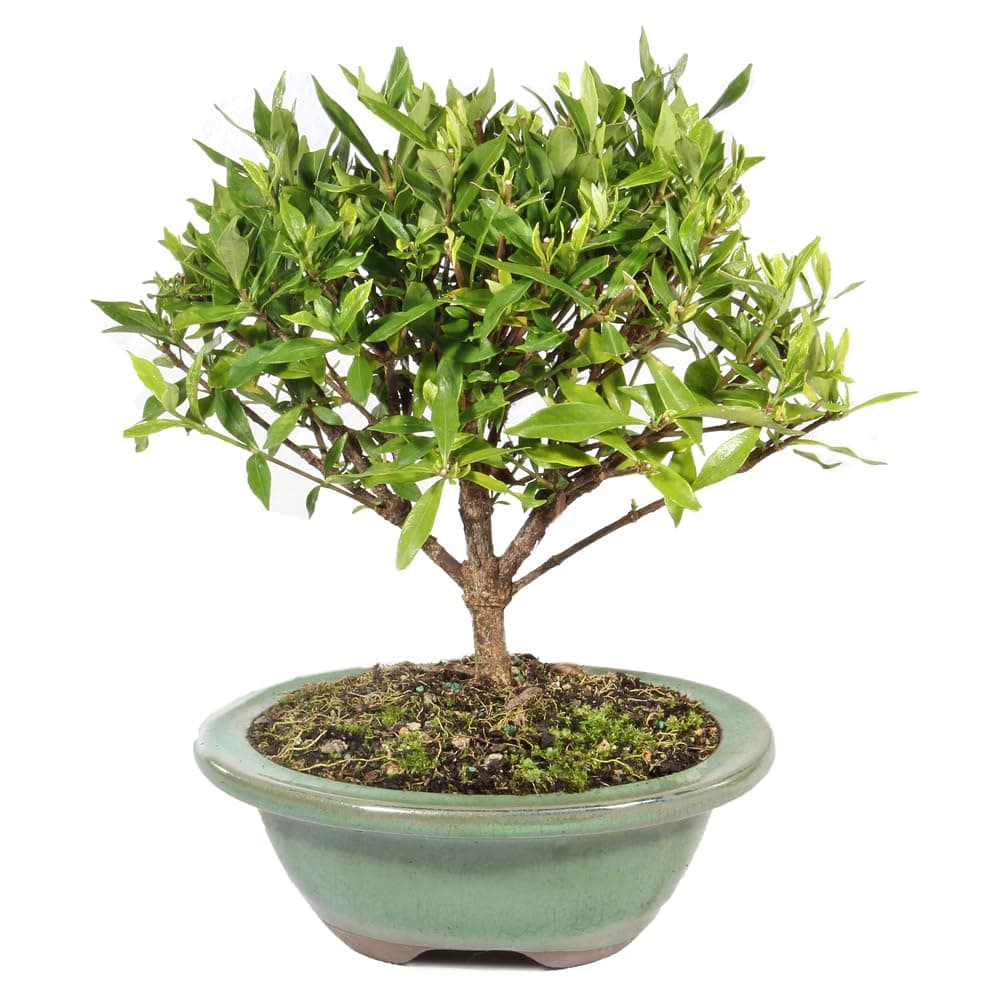 Brussel's Live Gardenia Outdoor Bonsai Tree - 4 Years Old; 6" to 8" Tall with Decorative Container - Not Sold in Arizona