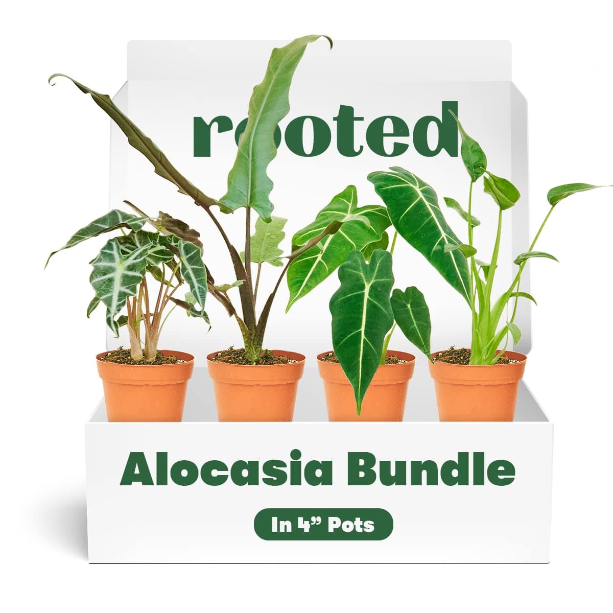 RootedBundle Alocasia Box | Live, Easy Houseplant (4-inch Pot)