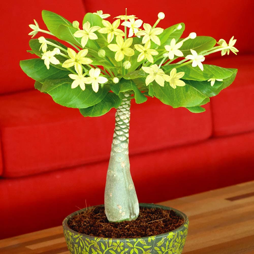 Hawaiian Palm (Houseplant) 12 cm Pot