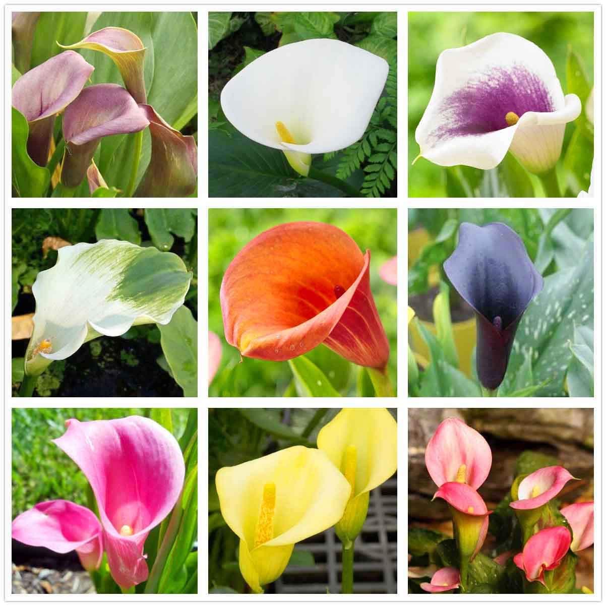 Calla Lily Mix（100+）Seeds Flowers Easy to Grow Planting for Outdoor Indoor Home Bonsai