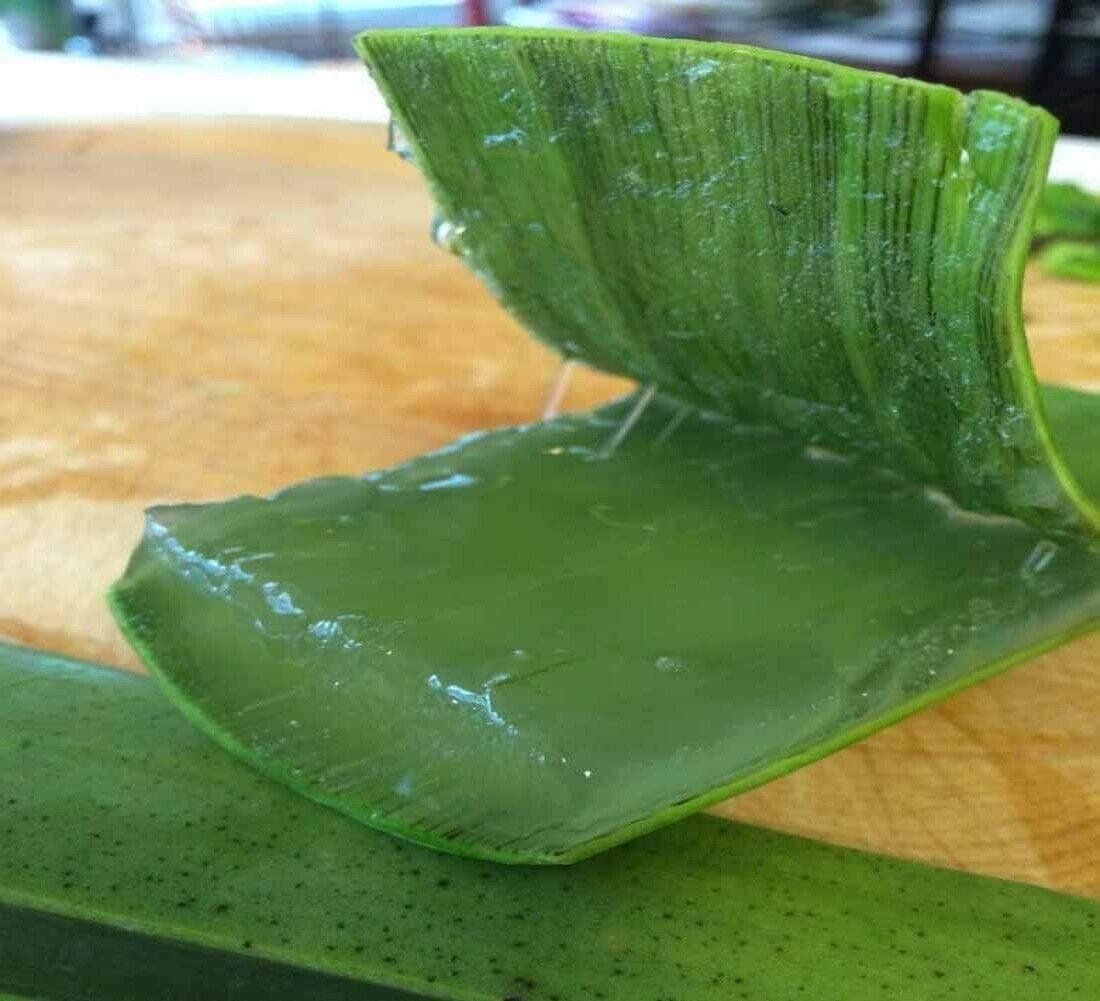 ALOE VERA 3 FRESH LEAVES - From Mature Plant - Barbadensis Miller MEDICINAL ALOE